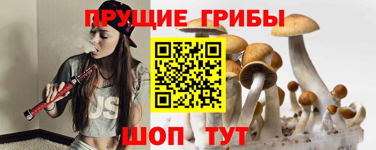 Псилоцибиновые грибы Psilocybine cubensis Черняховск